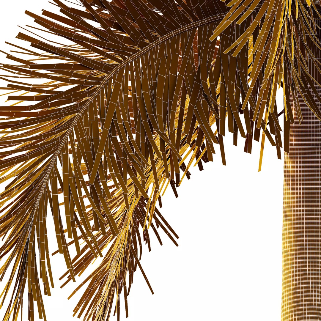 Roystonea Regia Tree 3D Model – High Poly PBR Palm, FBX & OBJ
