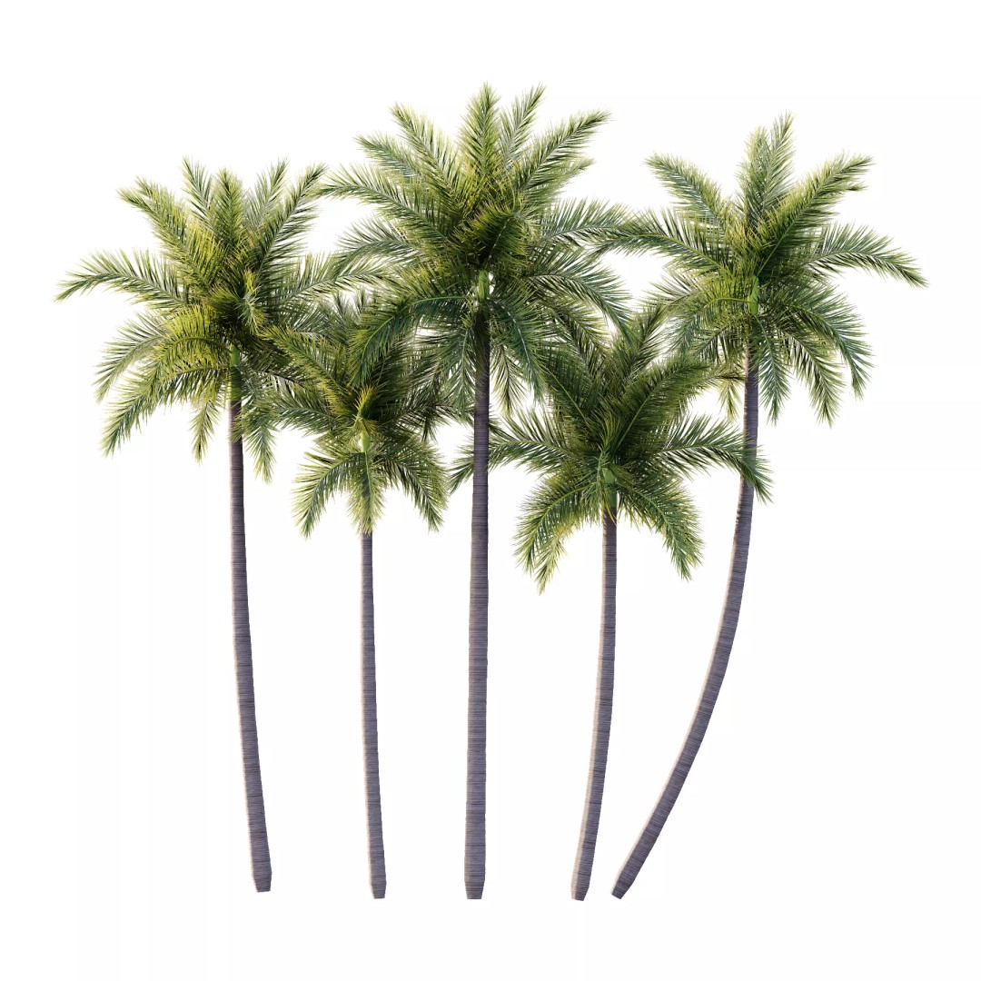 Roystonea Regia Tree 3D Model – High Poly PBR Palm, FBX & OBJ - View 2