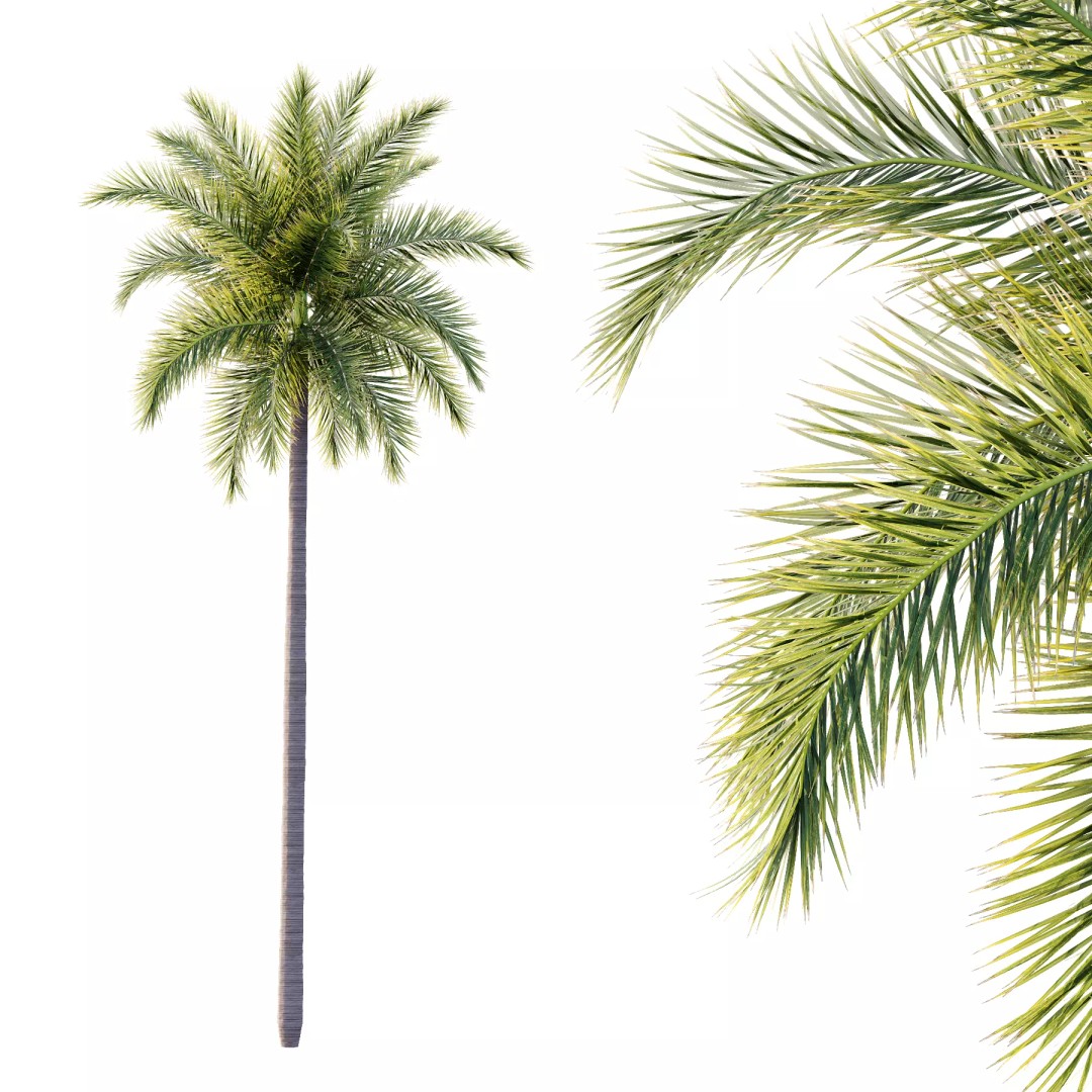 Roystonea Regia Tree 3D Model – High Poly PBR Palm, FBX & OBJ - View 3