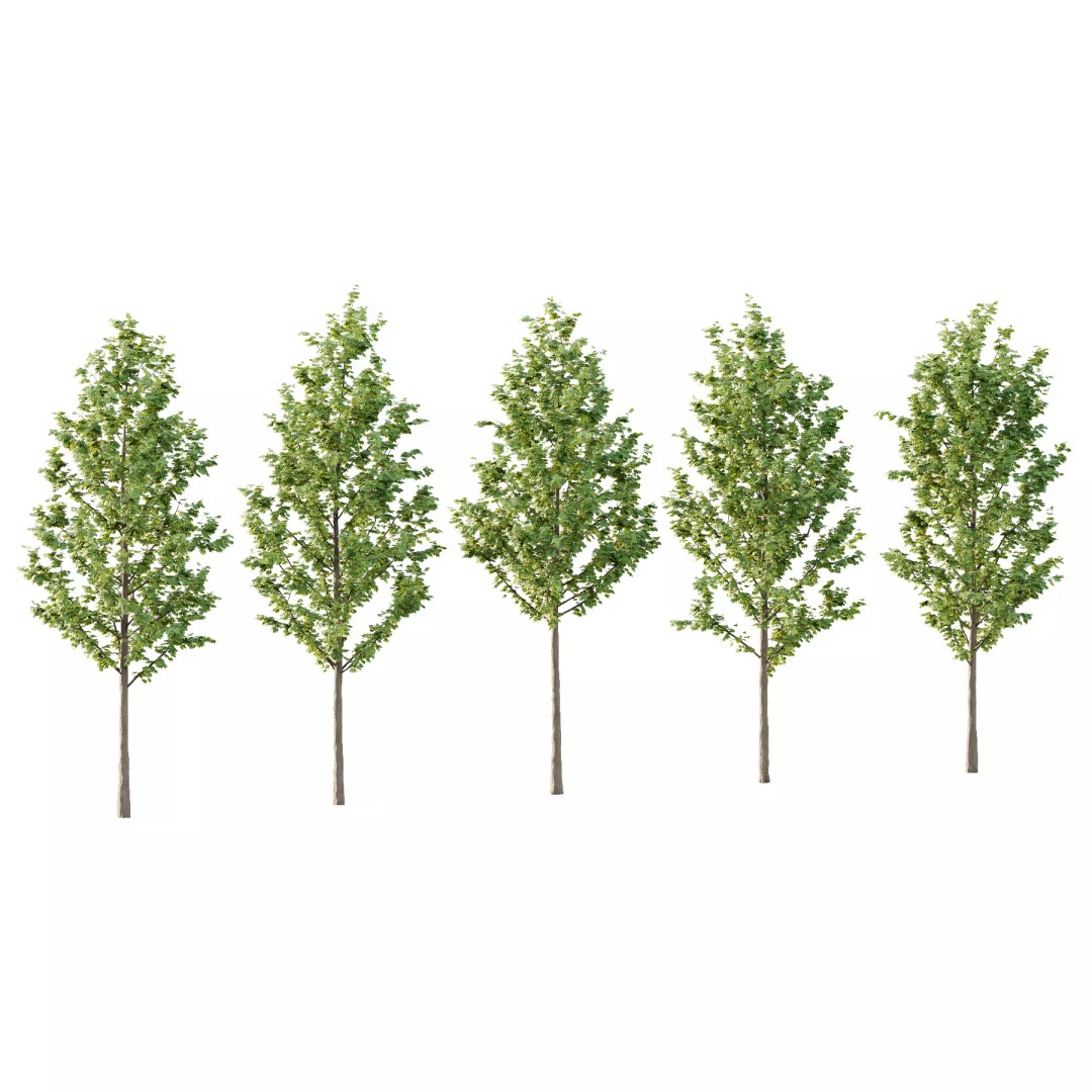 Acer Pseudoplatanus Tree 04 3D Model – Realistic PBR Asset, FBX & OBJ - View 2