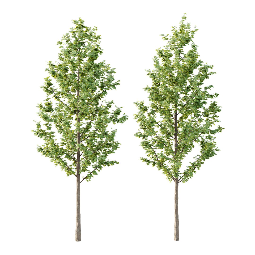 Acer Pseudoplatanus Tree 04 3D Model – Realistic PBR Asset, FBX & OBJ - View 3