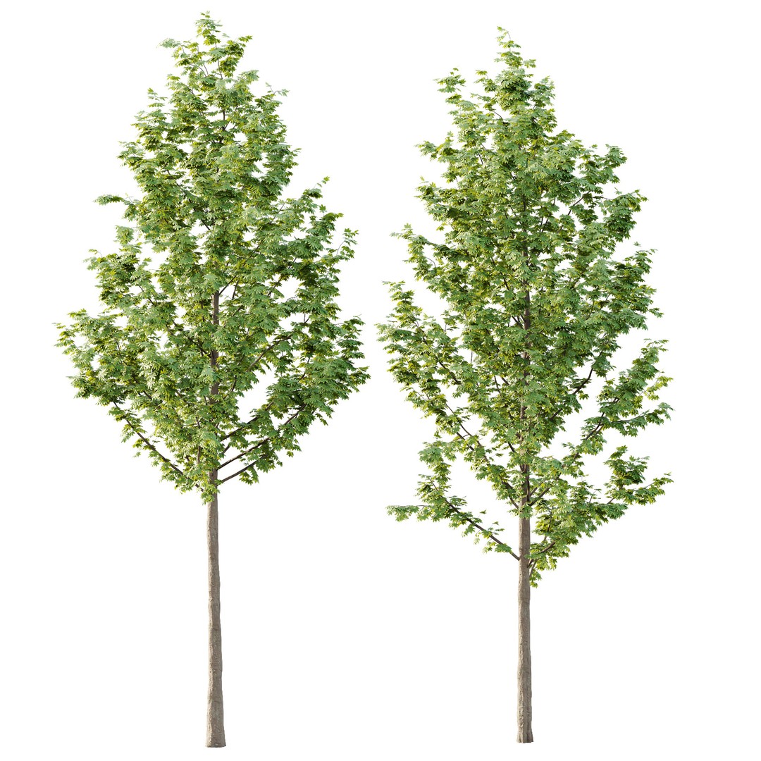 Acer Pseudoplatanus Tree 04 3D Model – Realistic PBR Asset, FBX & OBJ - View 4