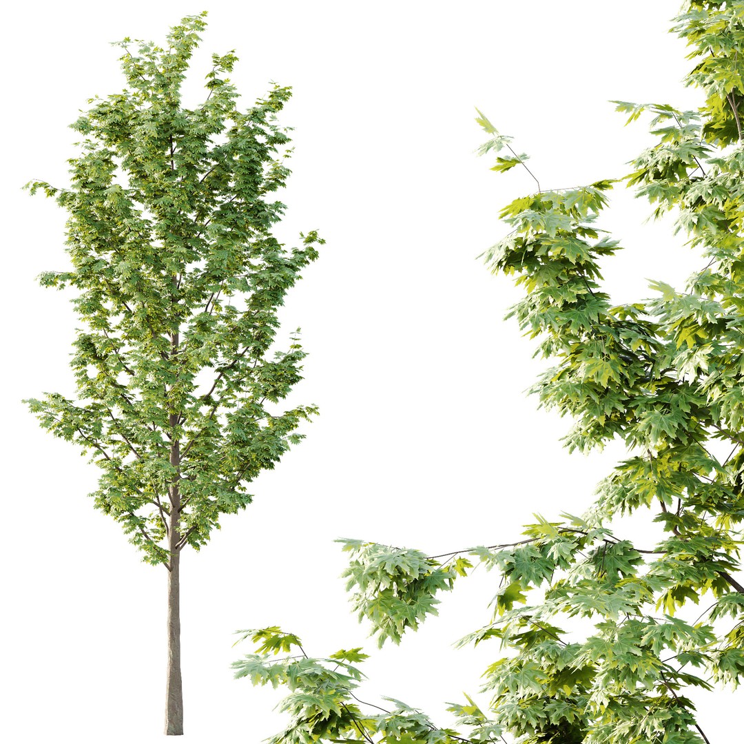 Acer Pseudoplatanus Tree 04 3D Model – Realistic PBR Asset, FBX & OBJ - View 5