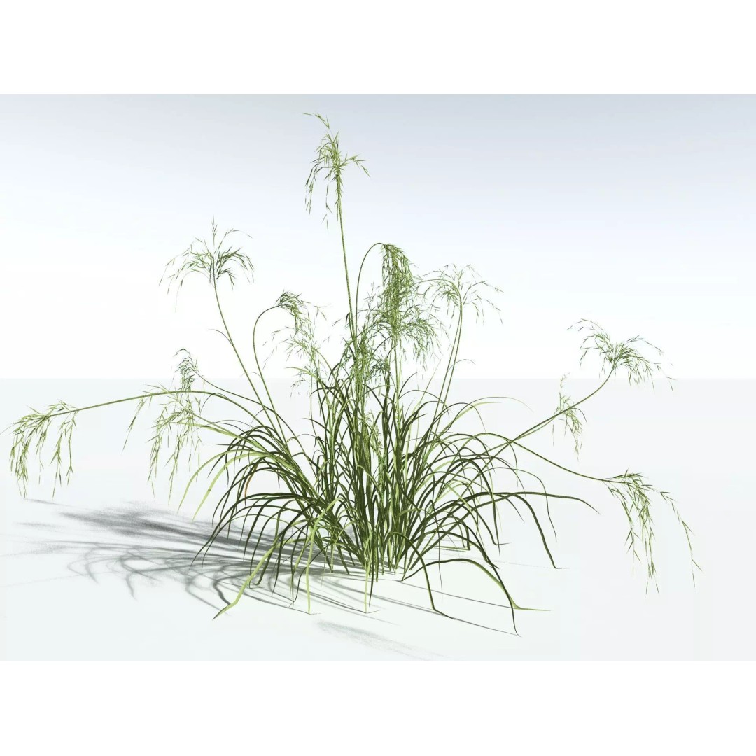 Downy Brome 3D Model – High Poly PBR Grass Asset, FBX - View 10