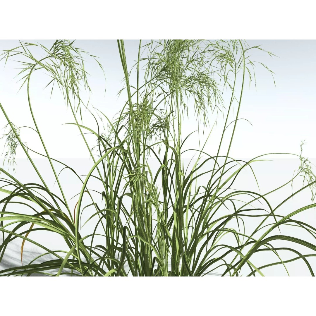 Downy Brome 3D Model – High Poly PBR Grass Asset, FBX - View 11