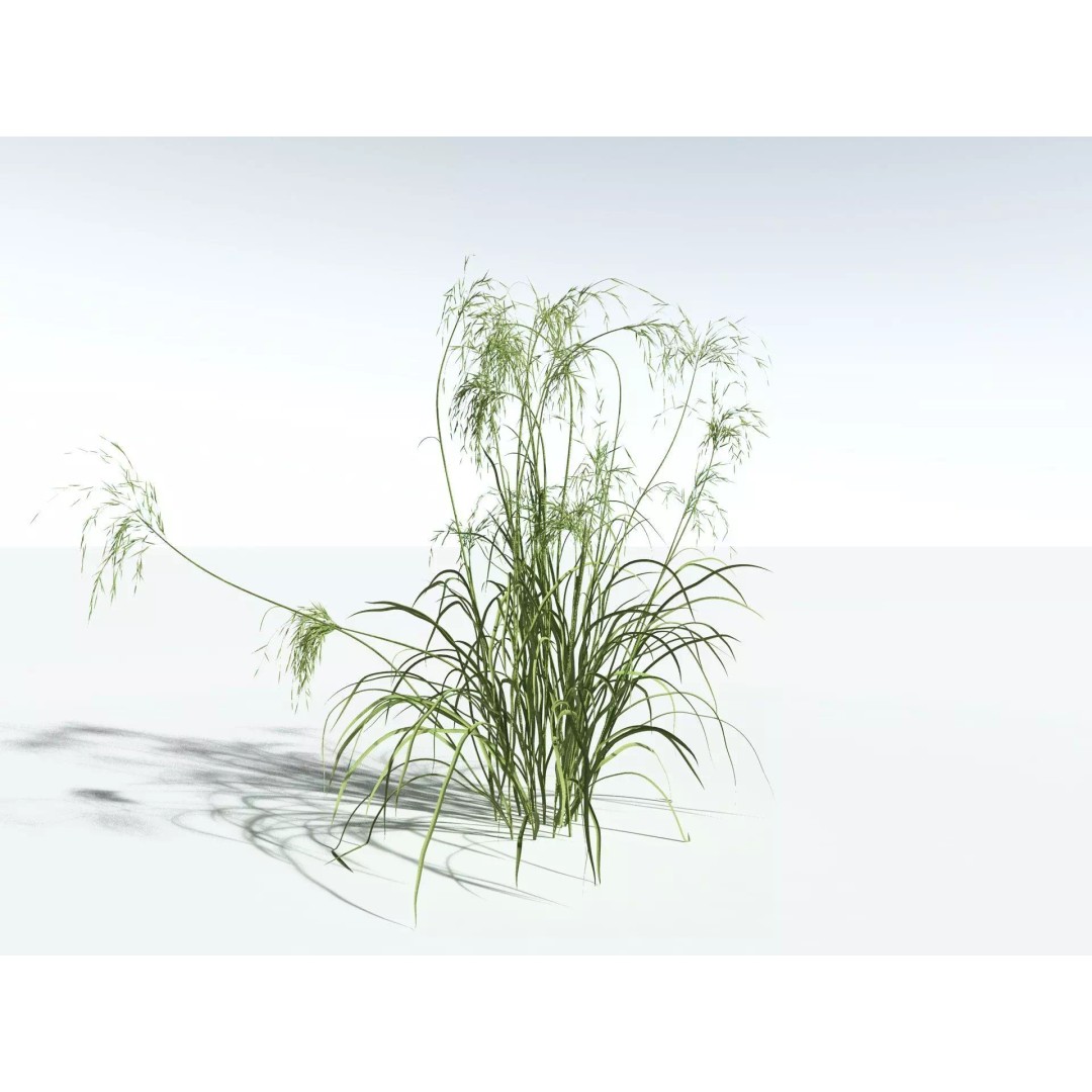 Downy Brome 3D Model – High Poly PBR Grass Asset, FBX - View 12