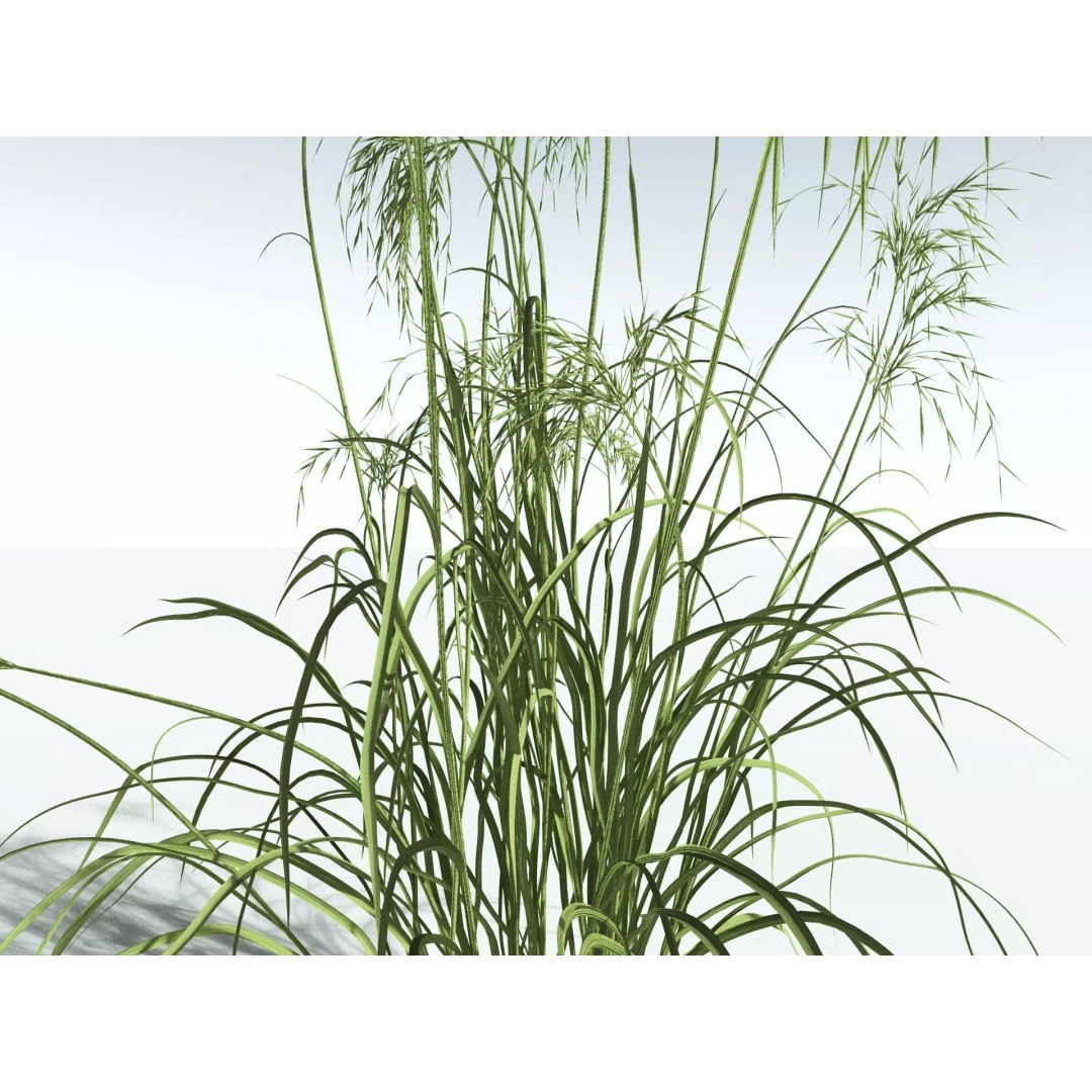 Downy Brome 3D Model – High Poly PBR Grass Asset, FBX - View 13