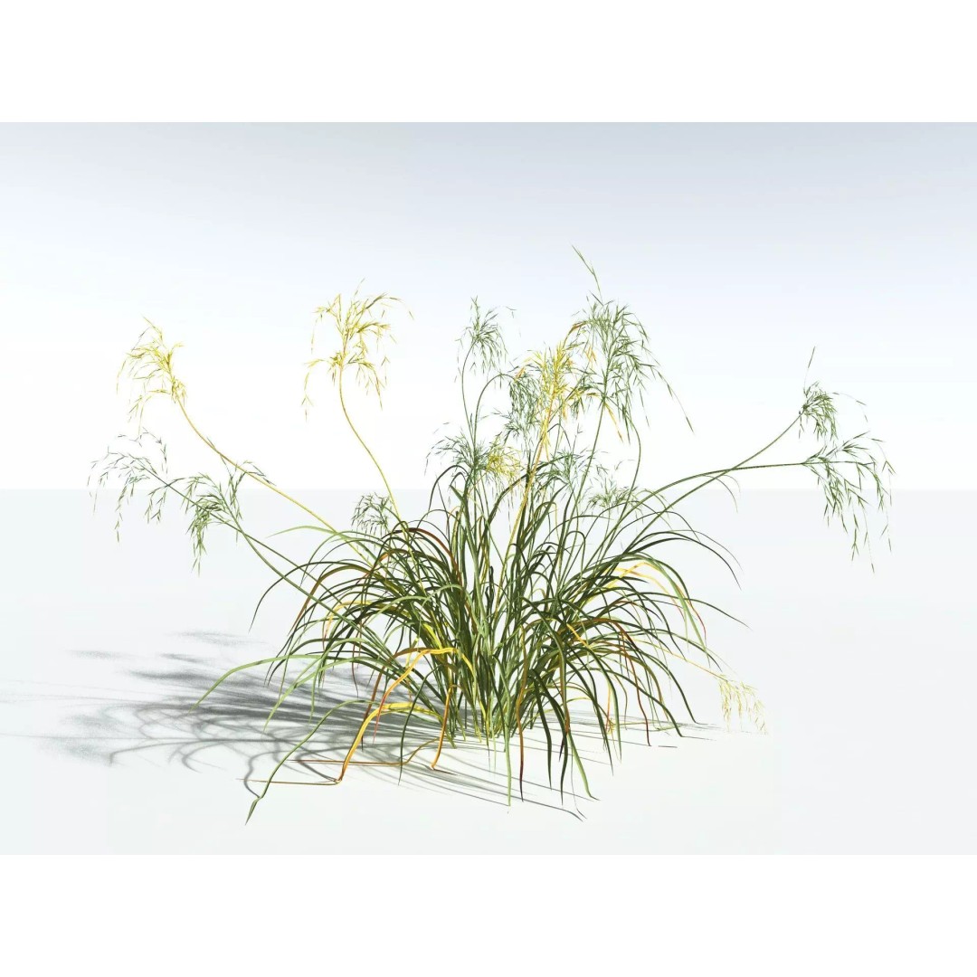 Downy Brome 3D Model – High Poly PBR Grass Asset, FBX - View 14