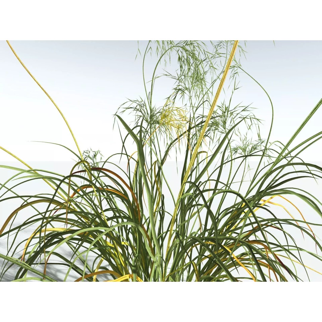 Downy Brome 3D Model – High Poly PBR Grass Asset, FBX - View 15
