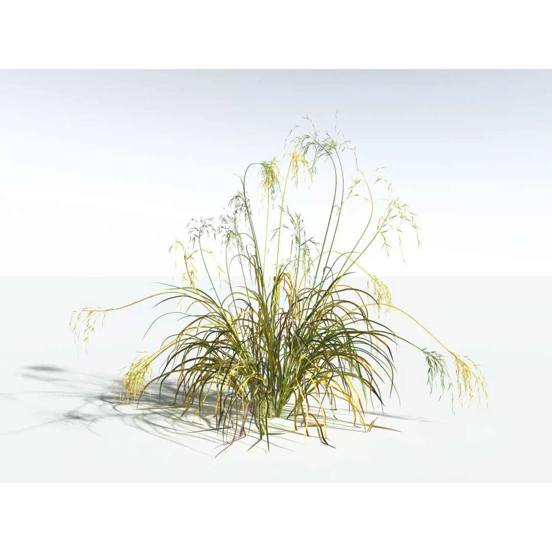 Downy Brome 3D Model – High Poly PBR Grass Asset, FBX - View 16