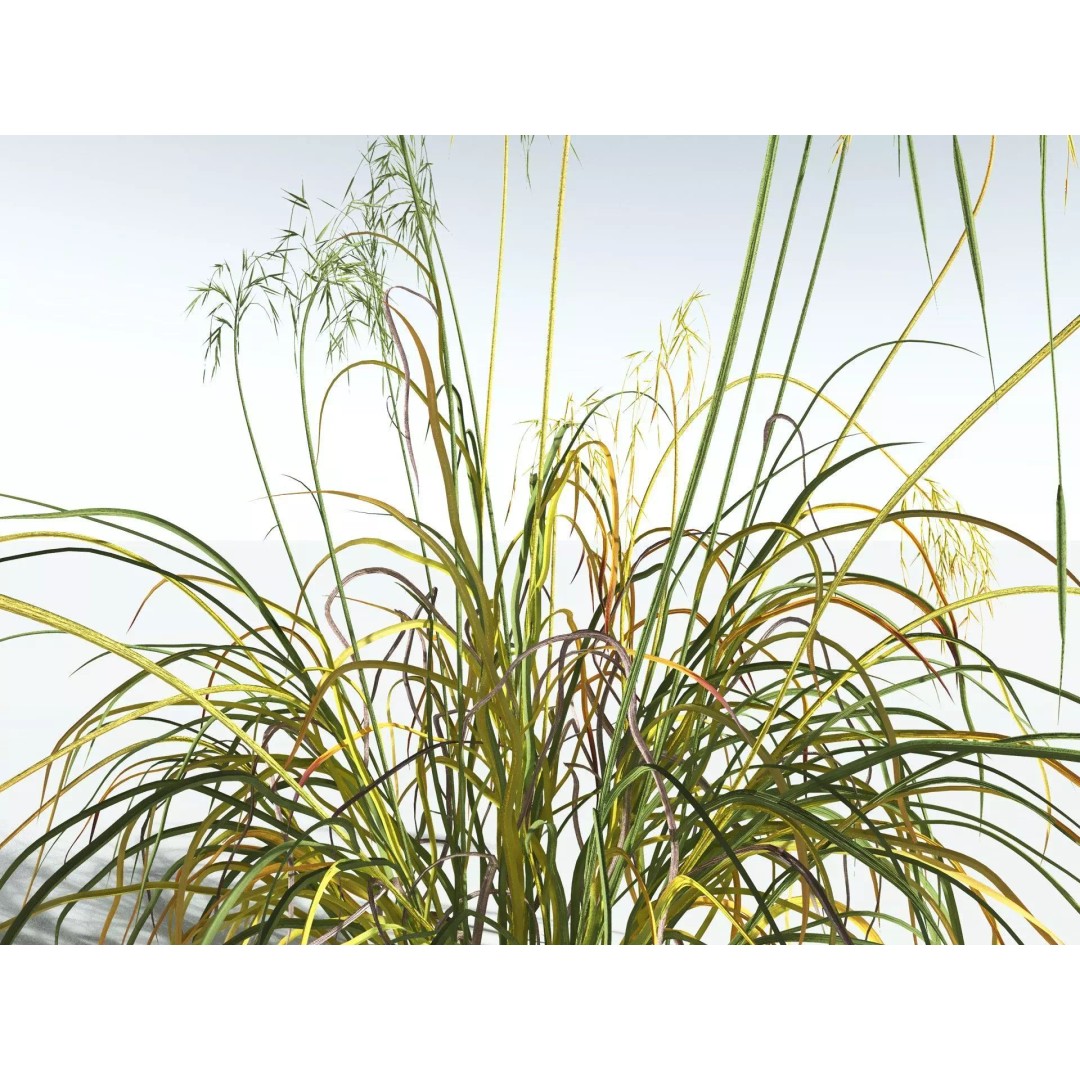 Downy Brome 3D Model – High Poly PBR Grass Asset, FBX - View 17