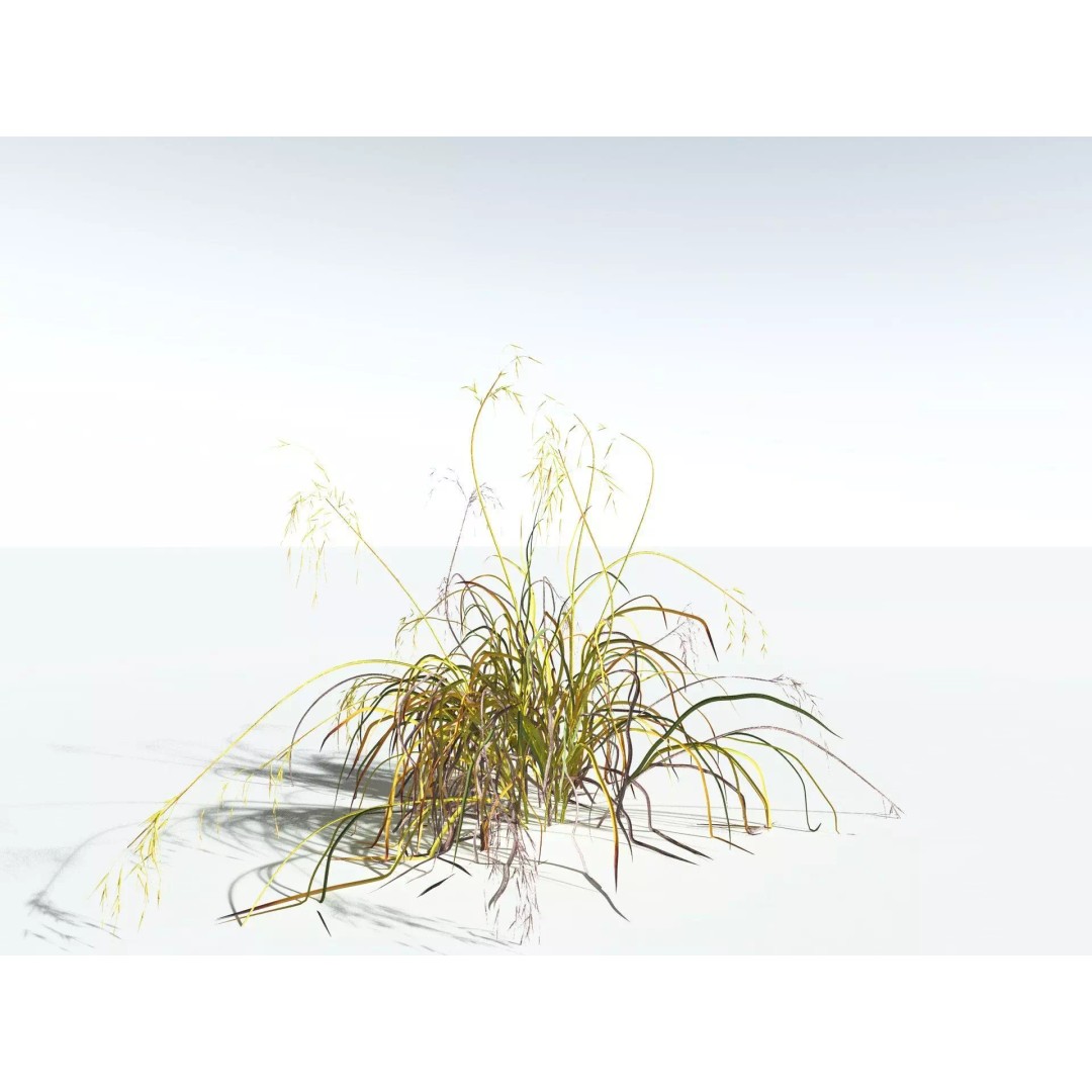 Downy Brome 3D Model – High Poly PBR Grass Asset, FBX - View 18