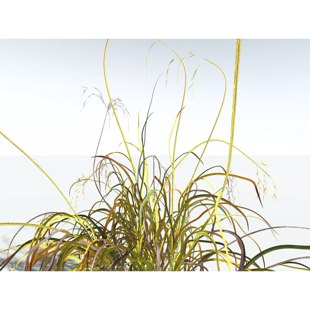Downy Brome 3D Model – High Poly PBR Grass Asset, FBX - View 19