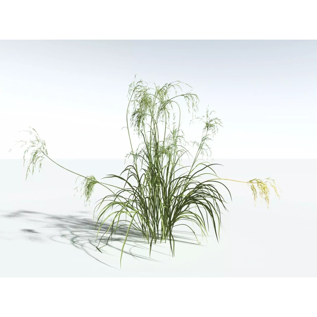 Downy Brome 3D Model – High Poly PBR Grass Asset, FBX - View 2