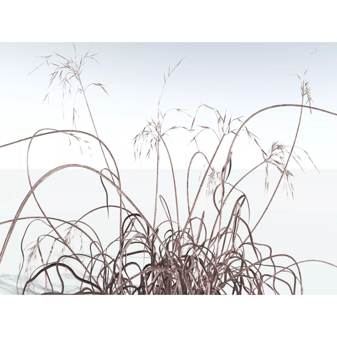 Downy Brome 3D Model – High Poly PBR Grass Asset, FBX - View 21