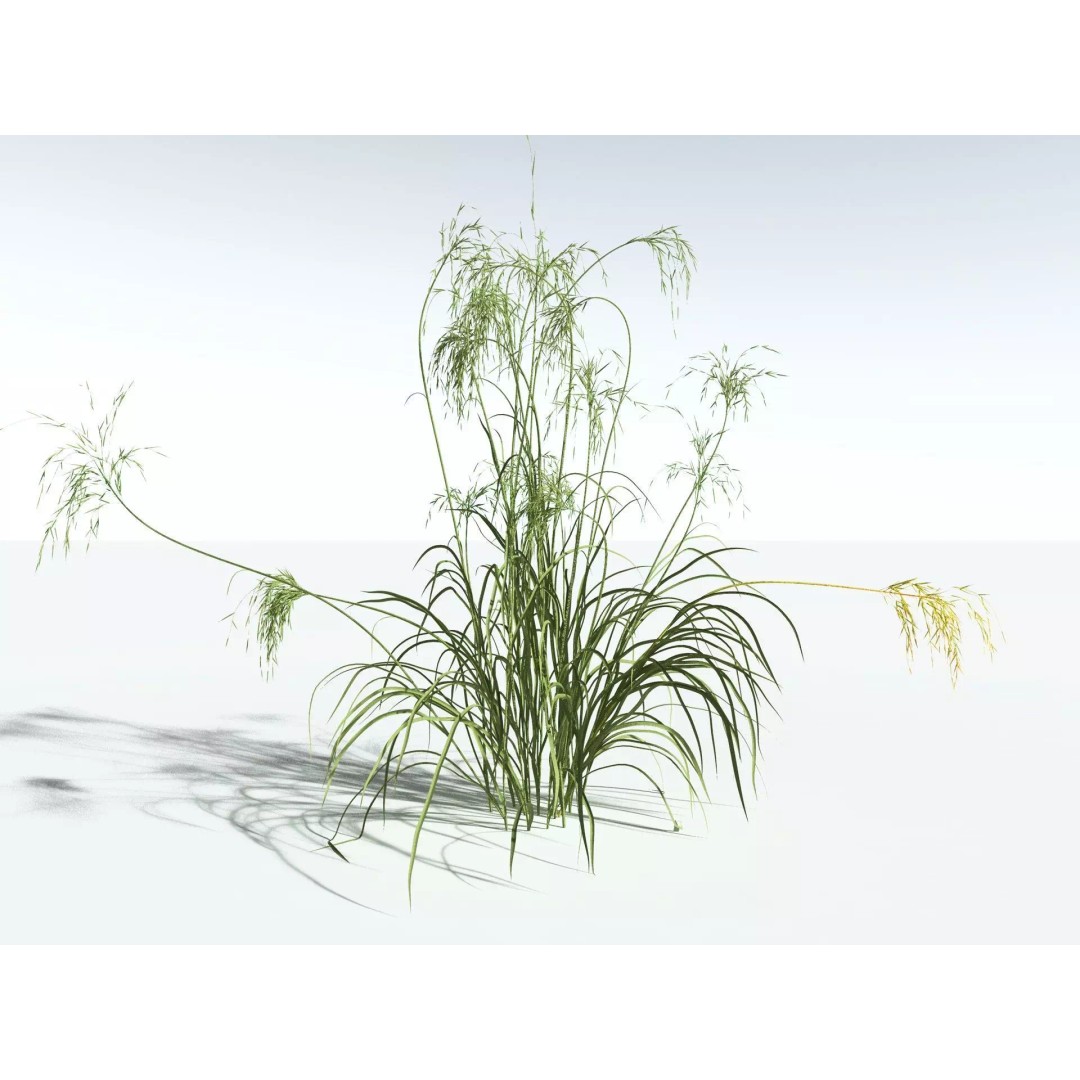 Downy Brome 3D Model – High Poly PBR Grass Asset, FBX - View 22