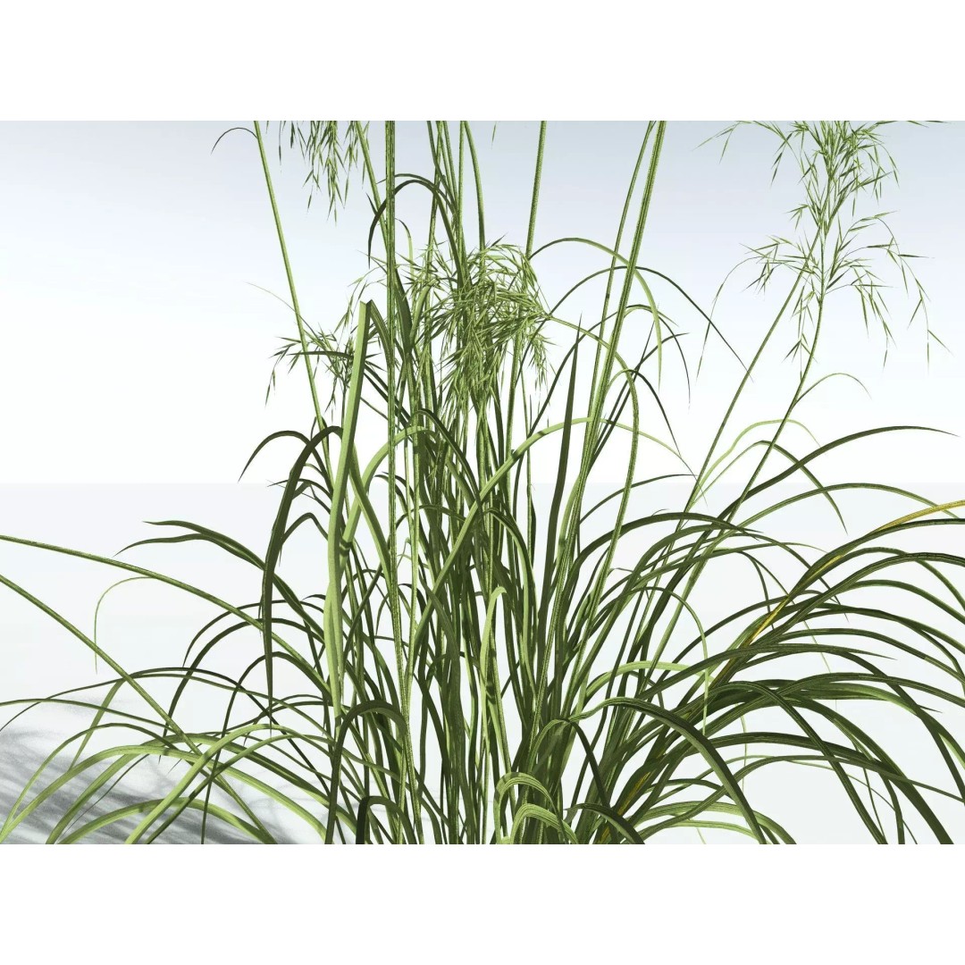 Downy Brome 3D Model – High Poly PBR Grass Asset, FBX - View 23