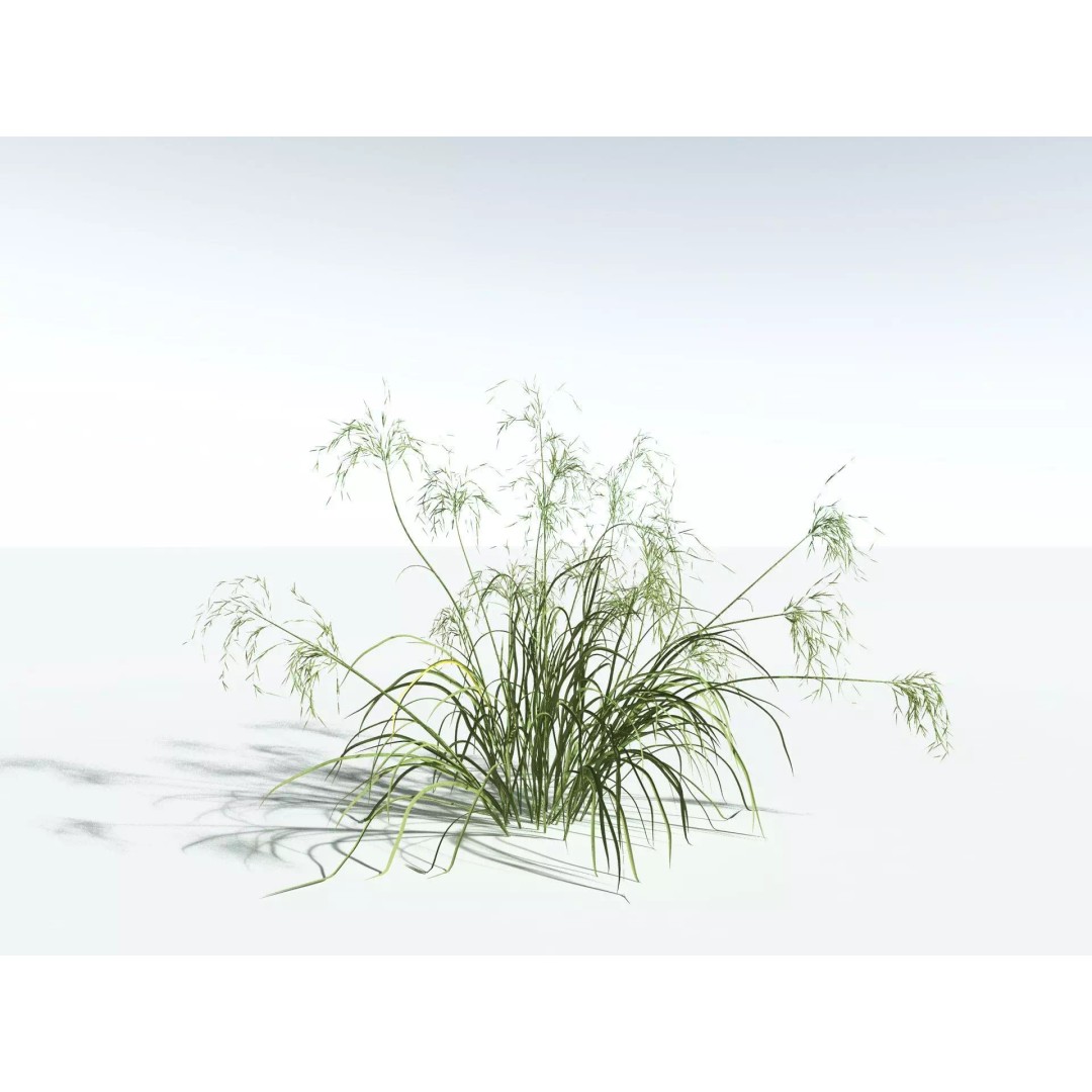 Downy Brome 3D Model – High Poly PBR Grass Asset, FBX - View 24