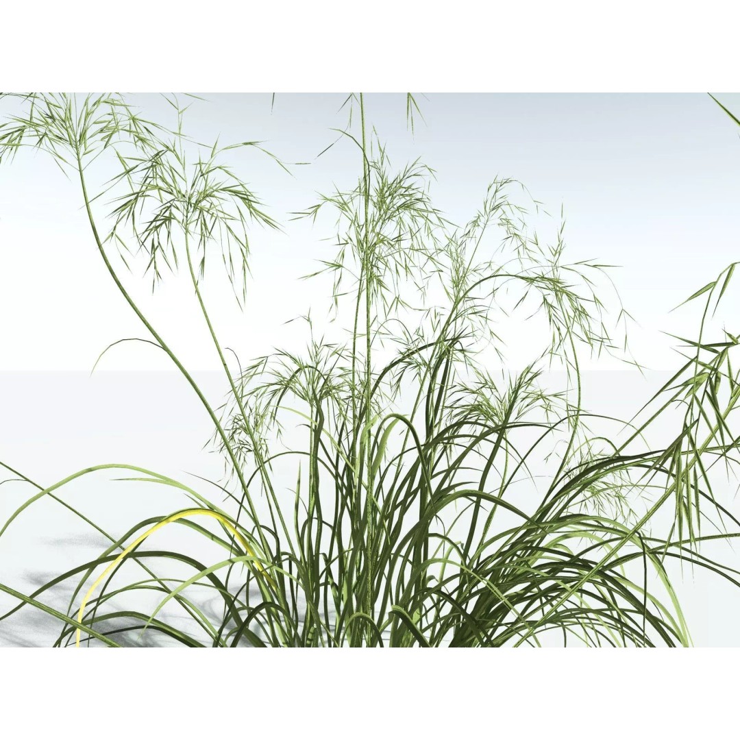 Downy Brome 3D Model – High Poly PBR Grass Asset, FBX - View 25