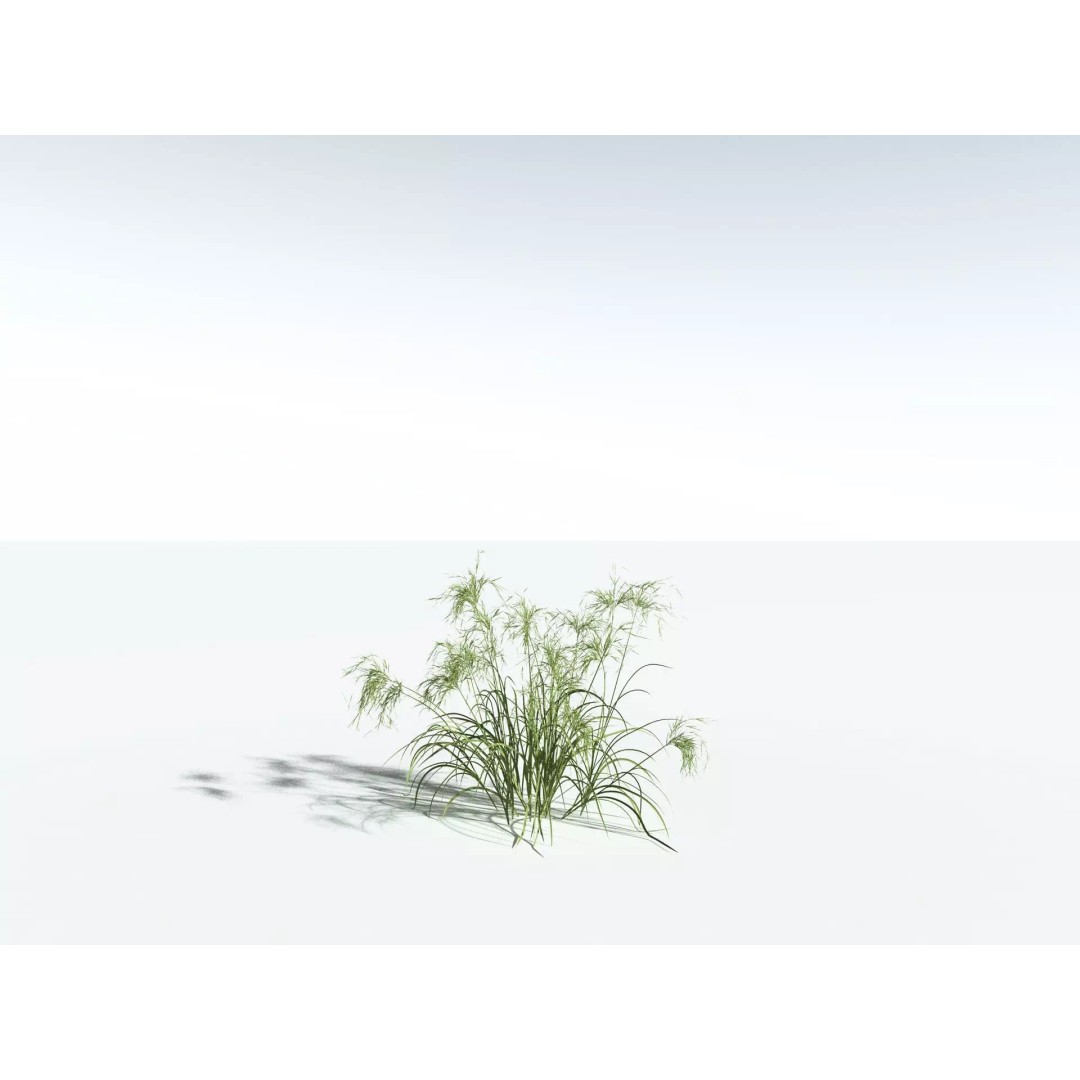 Downy Brome 3D Model – High Poly PBR Grass Asset, FBX - View 26
