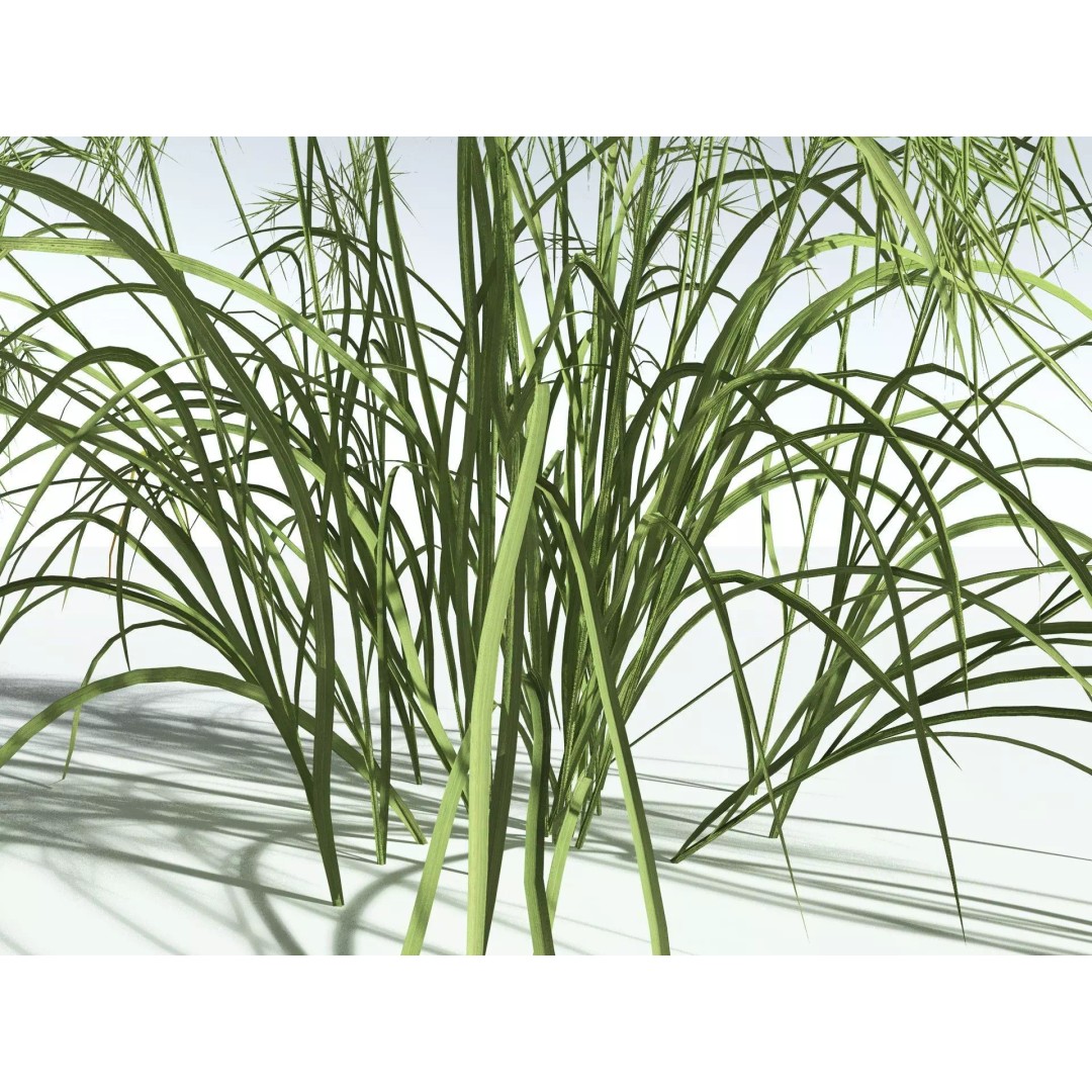 Downy Brome 3D Model – High Poly PBR Grass Asset, FBX - View 27