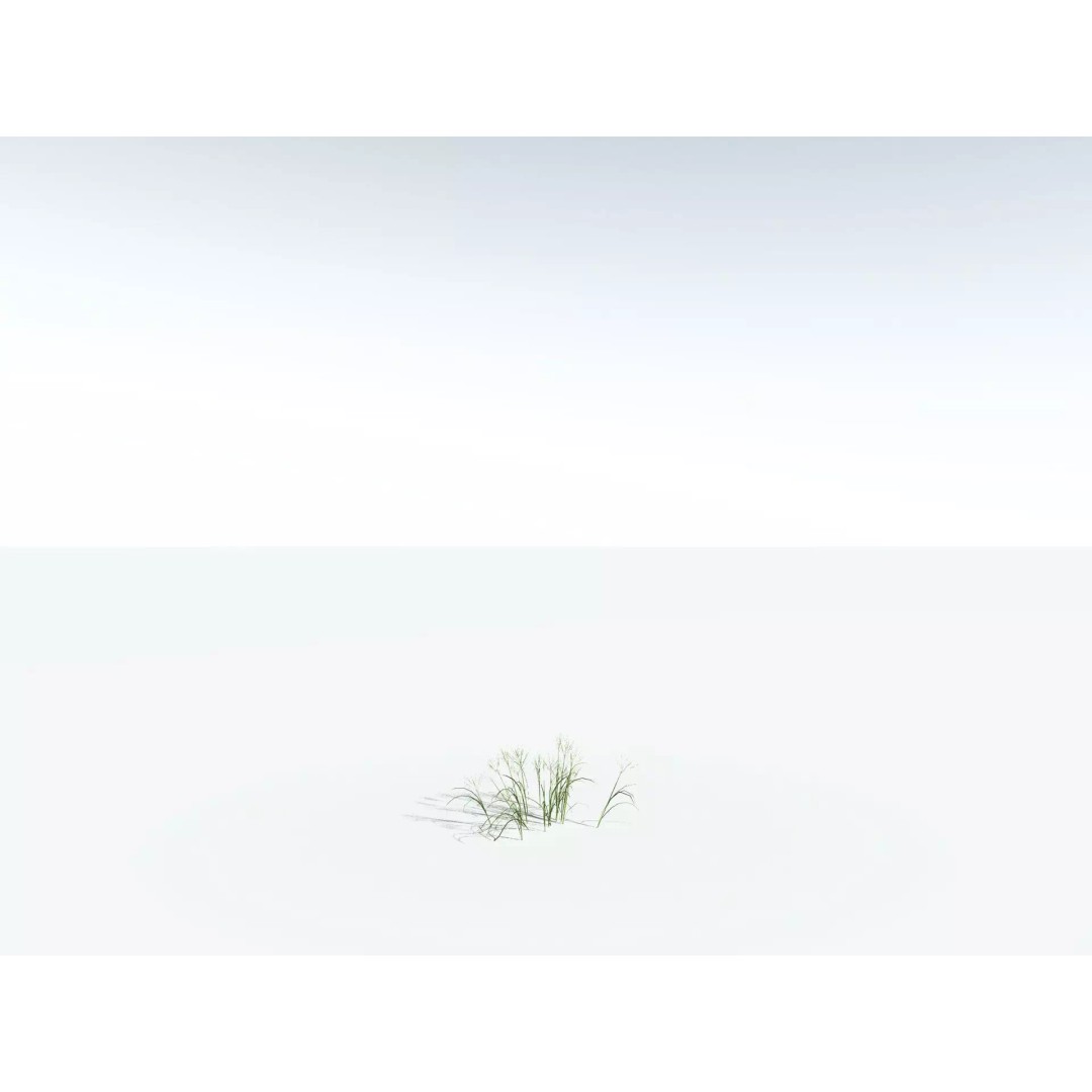 Downy Brome 3D Model – High Poly PBR Grass Asset, FBX - View 28