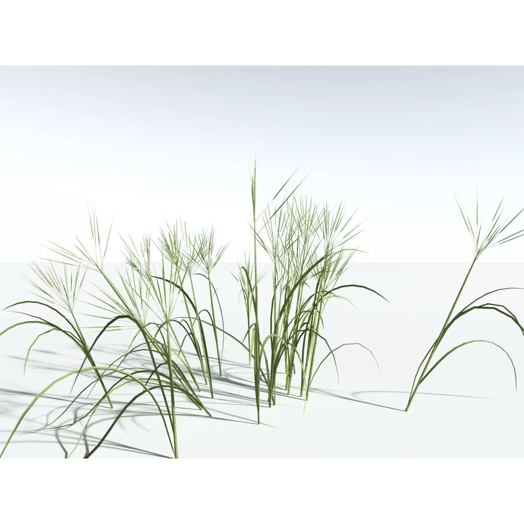 Downy Brome 3D Model – High Poly PBR Grass Asset, FBX - View 29
