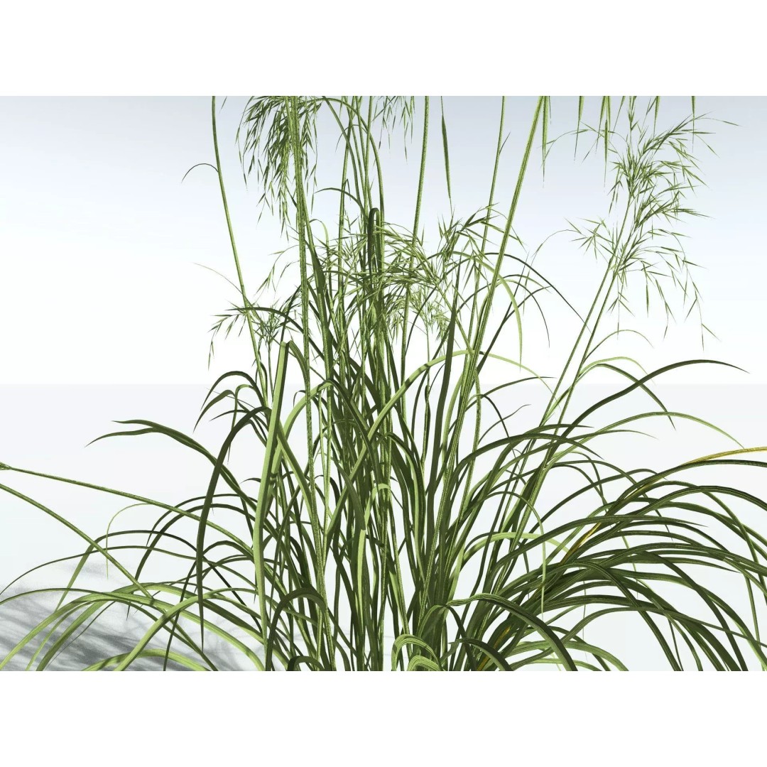 Downy Brome 3D Model – High Poly PBR Grass Asset, FBX - View 3