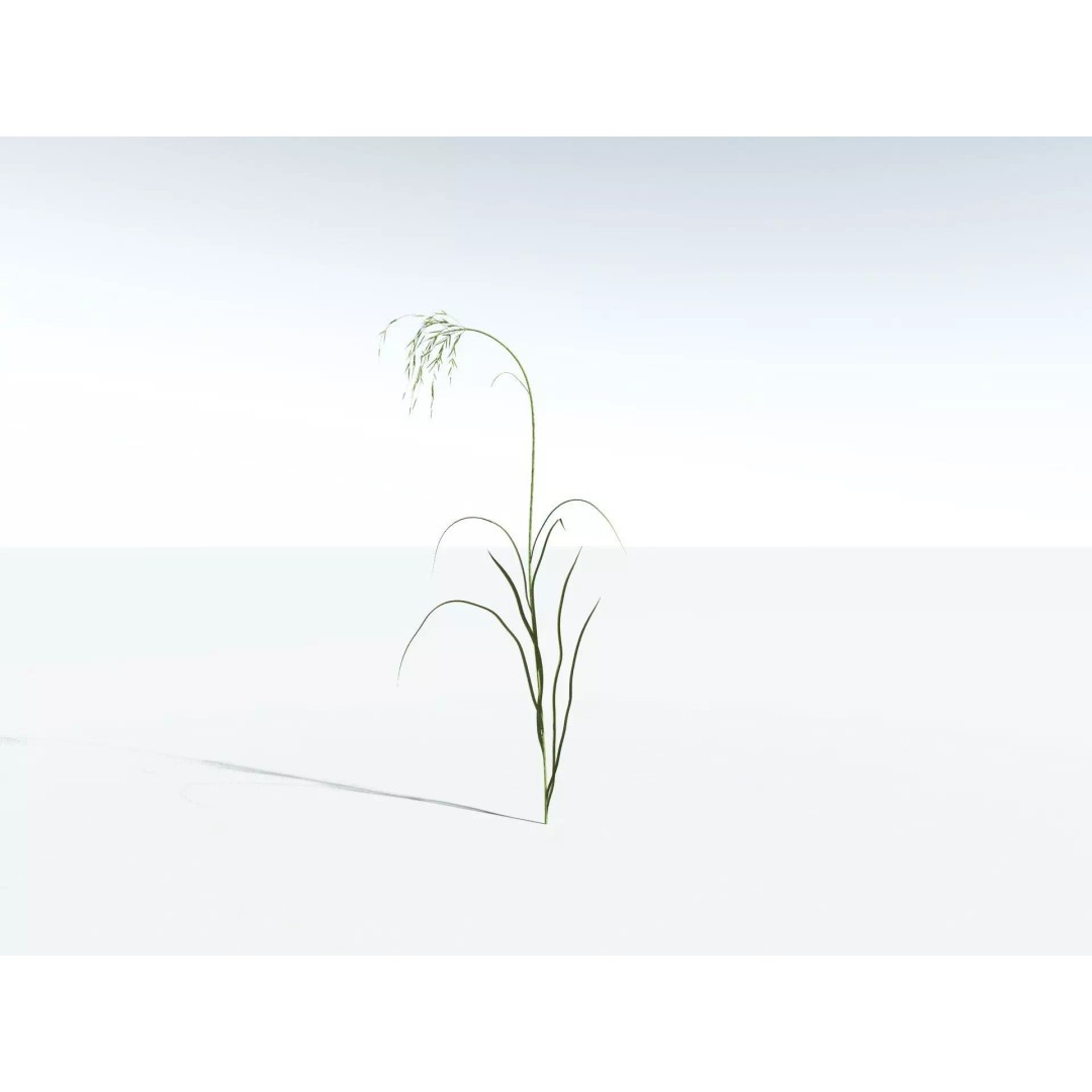 Downy Brome 3D Model – High Poly PBR Grass Asset, FBX - View 32