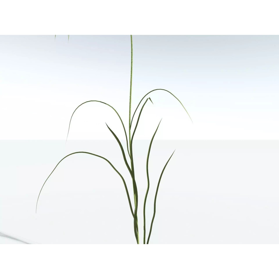 Downy Brome 3D Model – High Poly PBR Grass Asset, FBX - View 33