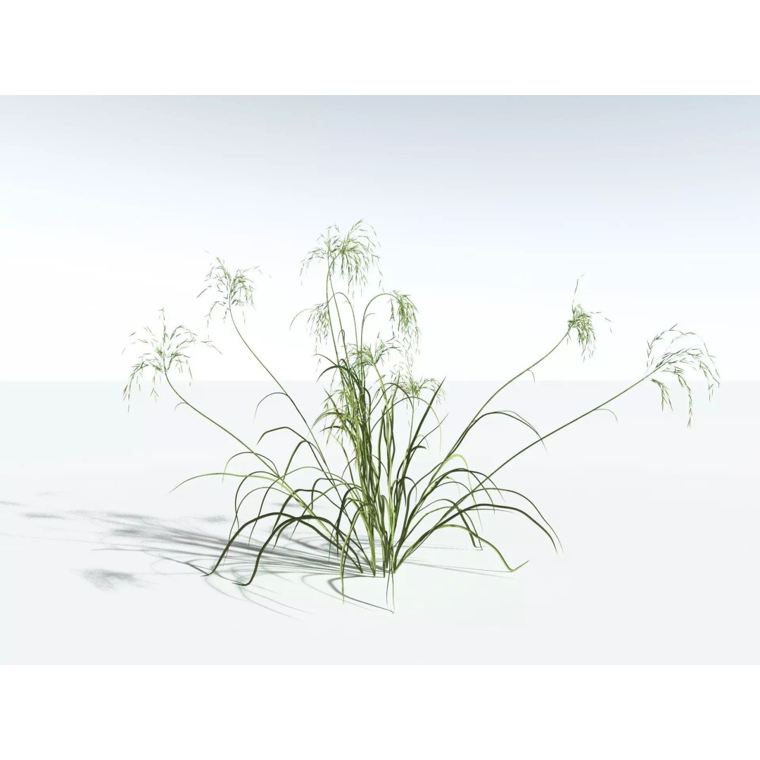 Downy Brome 3D Model – High Poly PBR Grass Asset, FBX - View 34