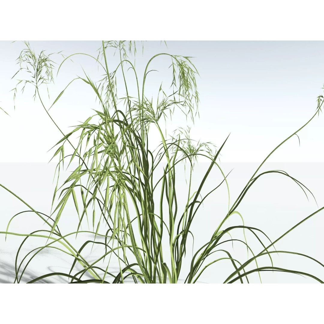 Downy Brome 3D Model – High Poly PBR Grass Asset, FBX - View 35