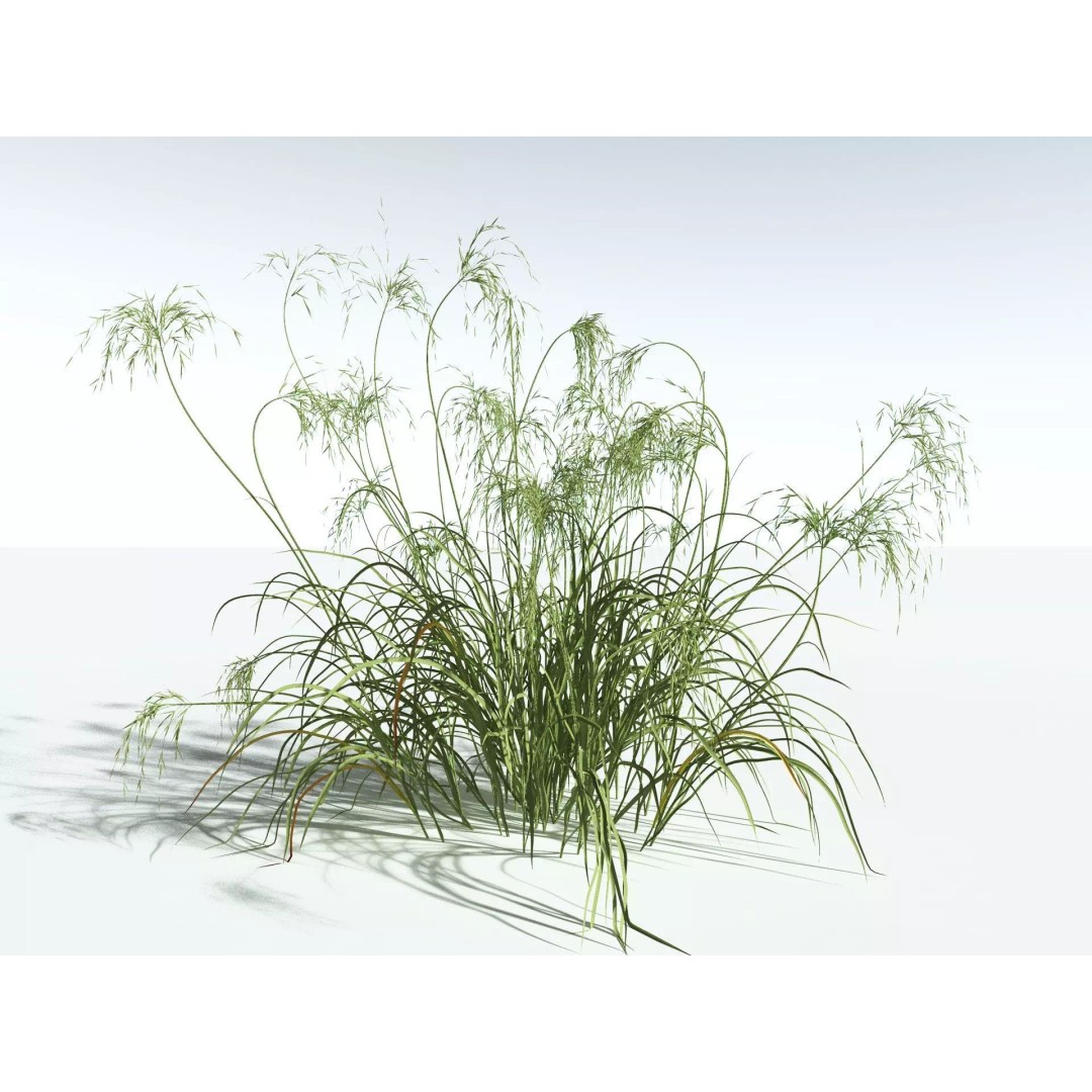 Downy Brome 3D Model – High Poly PBR Grass Asset, FBX - View 36