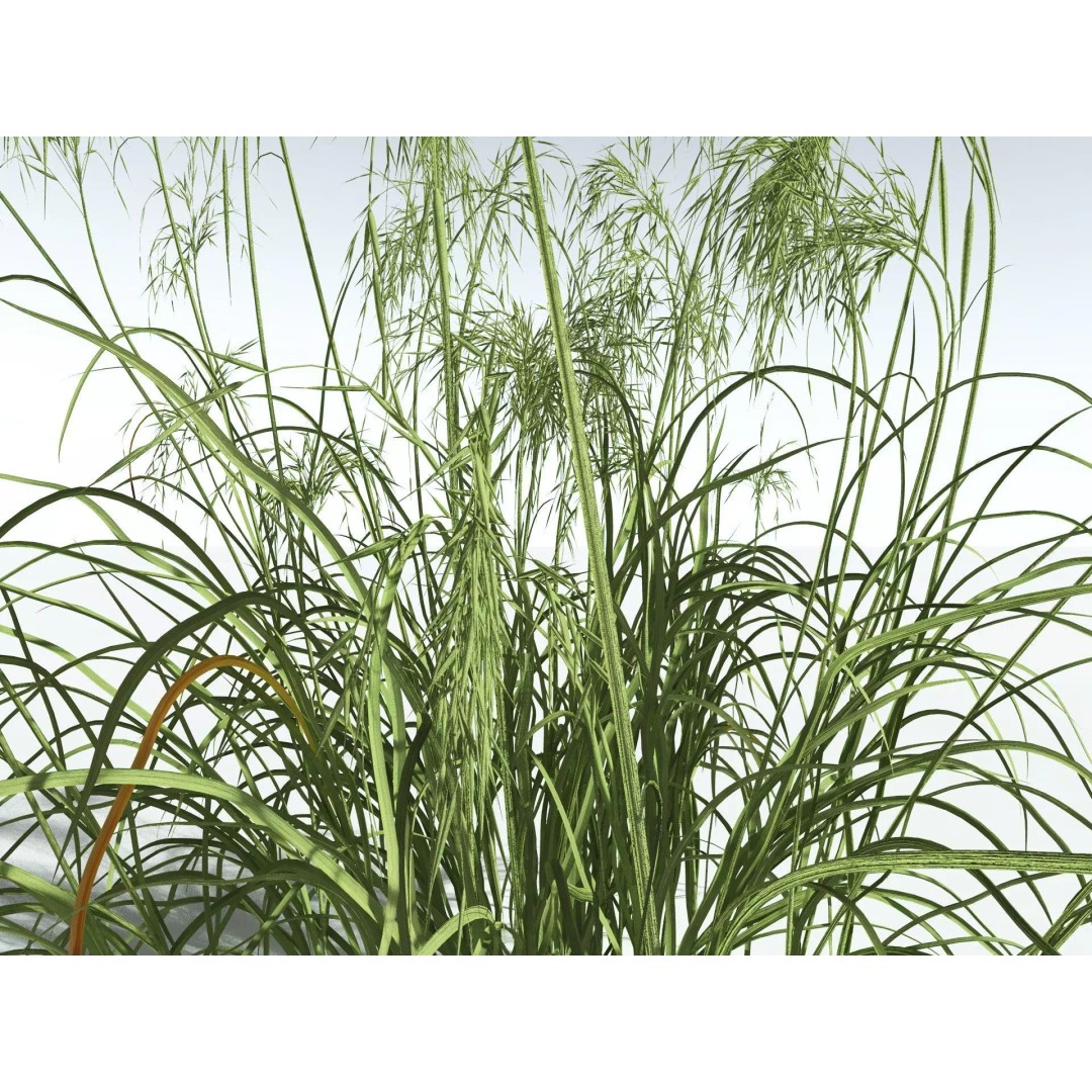 Downy Brome 3D Model – High Poly PBR Grass Asset, FBX - View 37