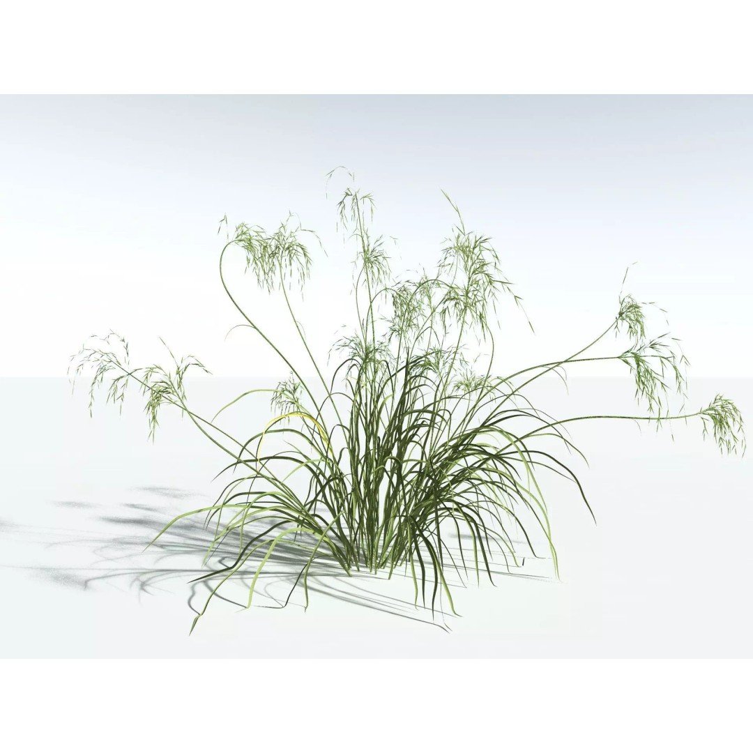 Downy Brome 3D Model – High Poly PBR Grass Asset, FBX - View 4