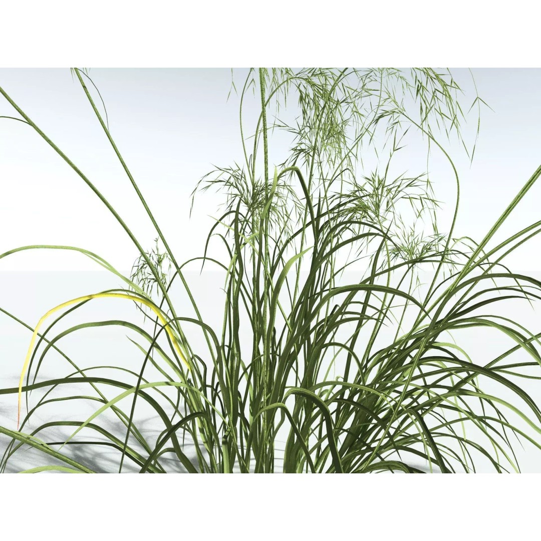 Downy Brome 3D Model – High Poly PBR Grass Asset, FBX - View 5