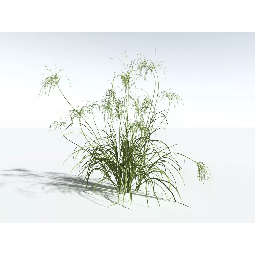 Downy Brome 3D Model – High Poly PBR Grass Asset, FBX - View 6