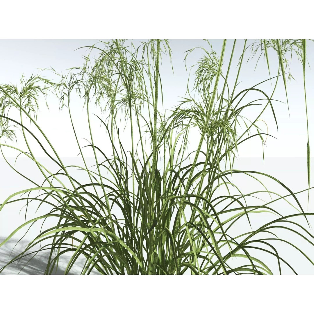 Downy Brome 3D Model – High Poly PBR Grass Asset, FBX - View 7