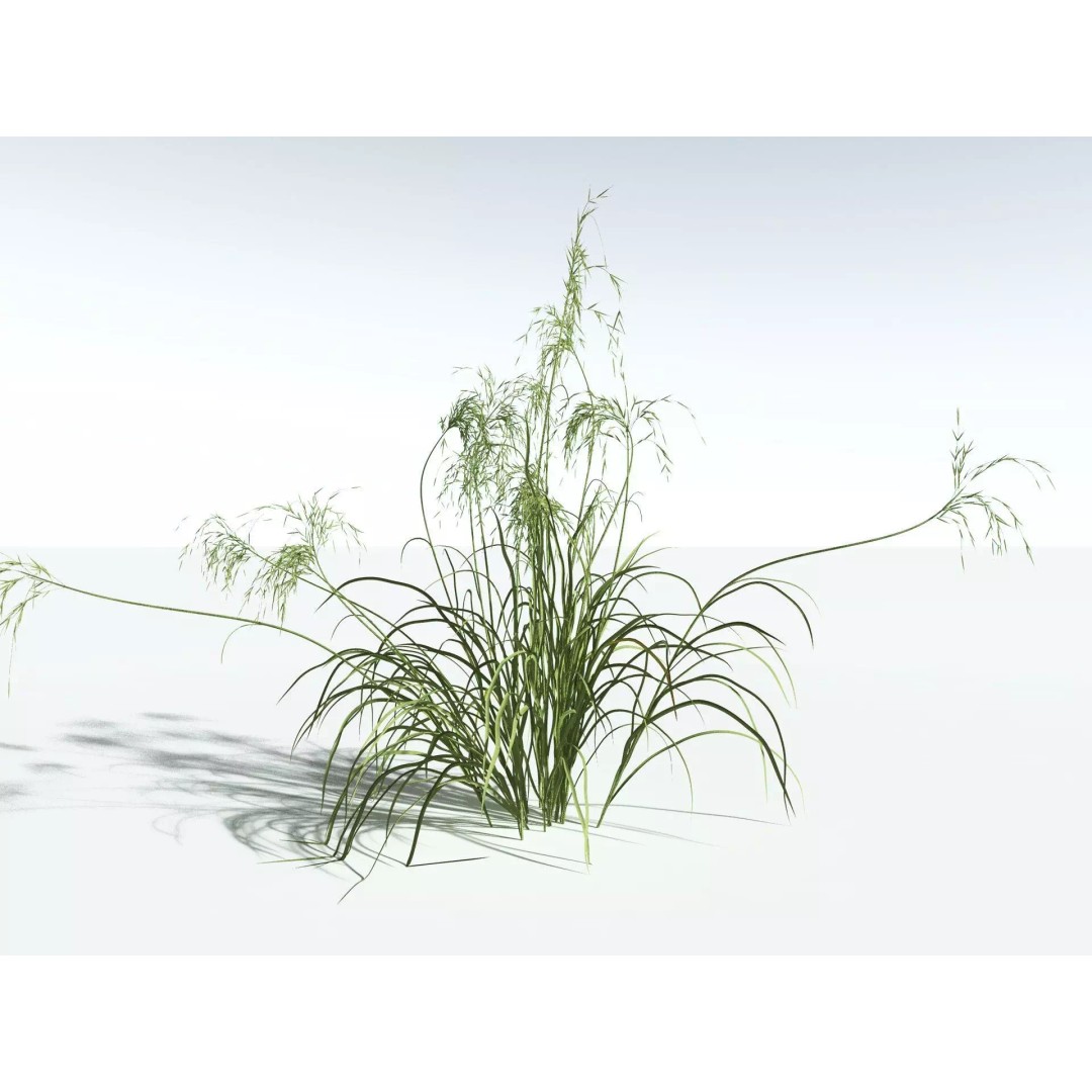 Downy Brome 3D Model – High Poly PBR Grass Asset, FBX - View 8