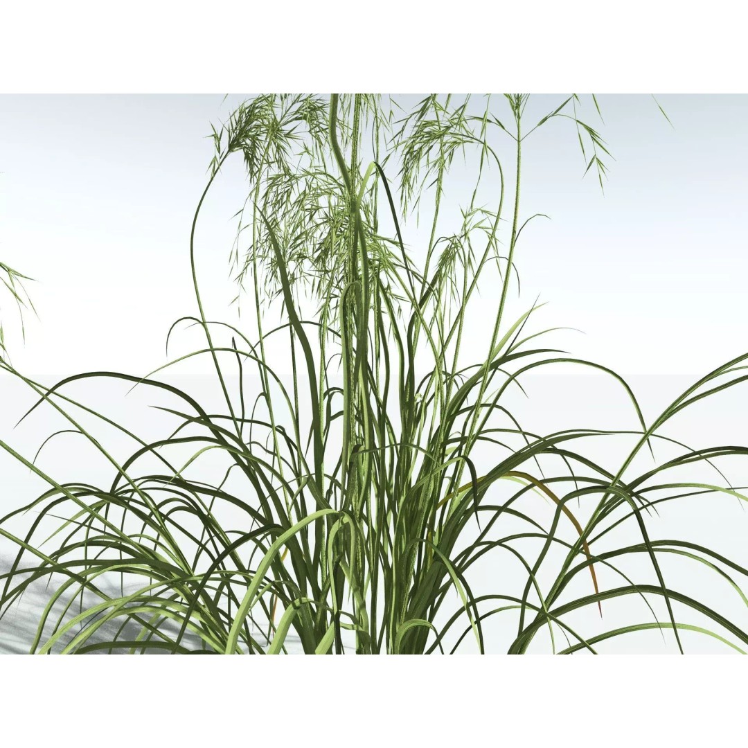 Downy Brome 3D Model – High Poly PBR Grass Asset, FBX - View 9