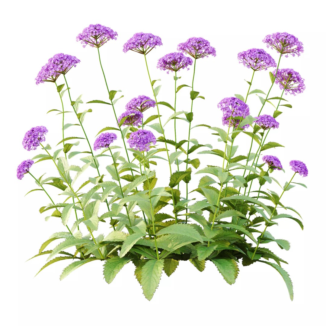 Verbena Rigida Flower Plant 3D Model – Realistic PBR Asset, FBX, Blender - View 2