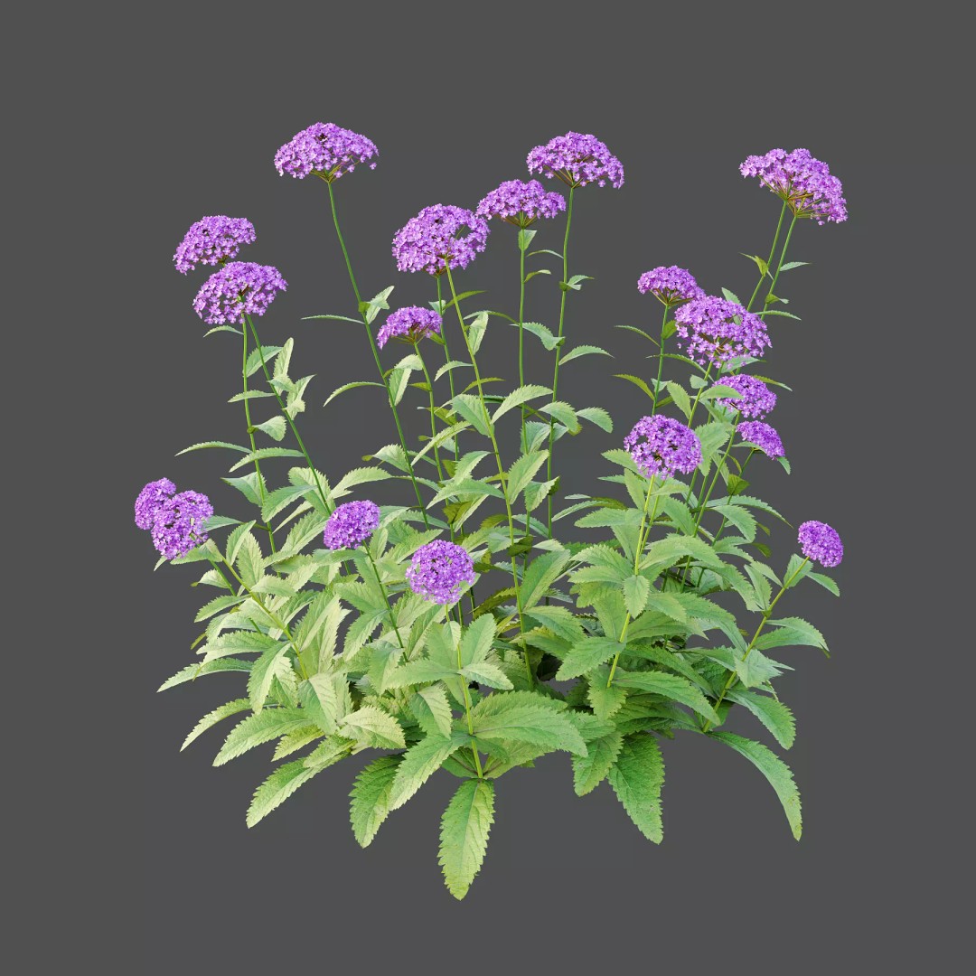 Verbena Rigida Flower Plant 3D Model – Realistic PBR Asset, FBX, Blender - View 3