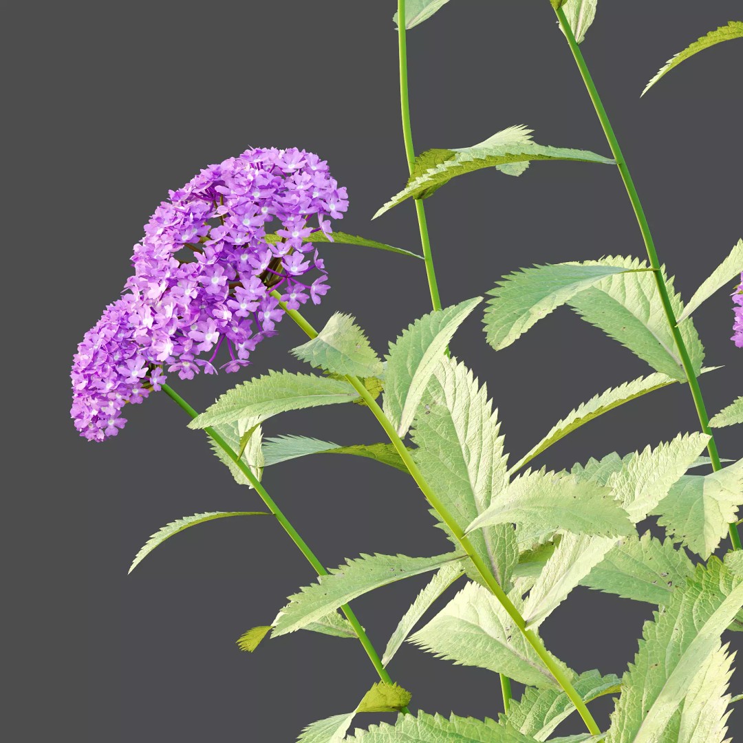 Verbena Rigida Flower Plant 3D Model – Realistic PBR Asset, FBX, Blender - View 4