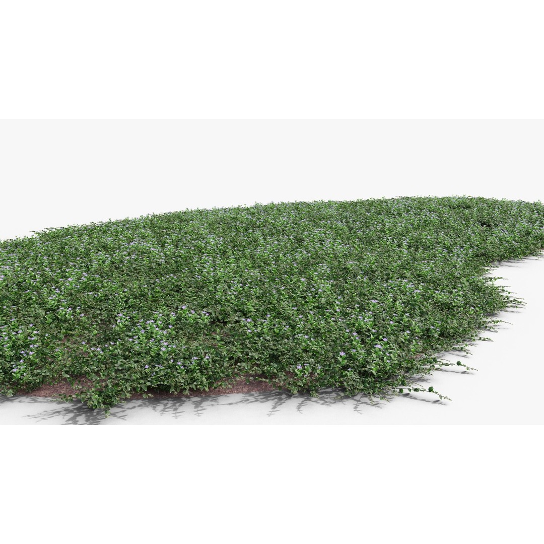 Vinca Minor 3D Model – Low Poly Ground Cover Plant, Blender - View 11