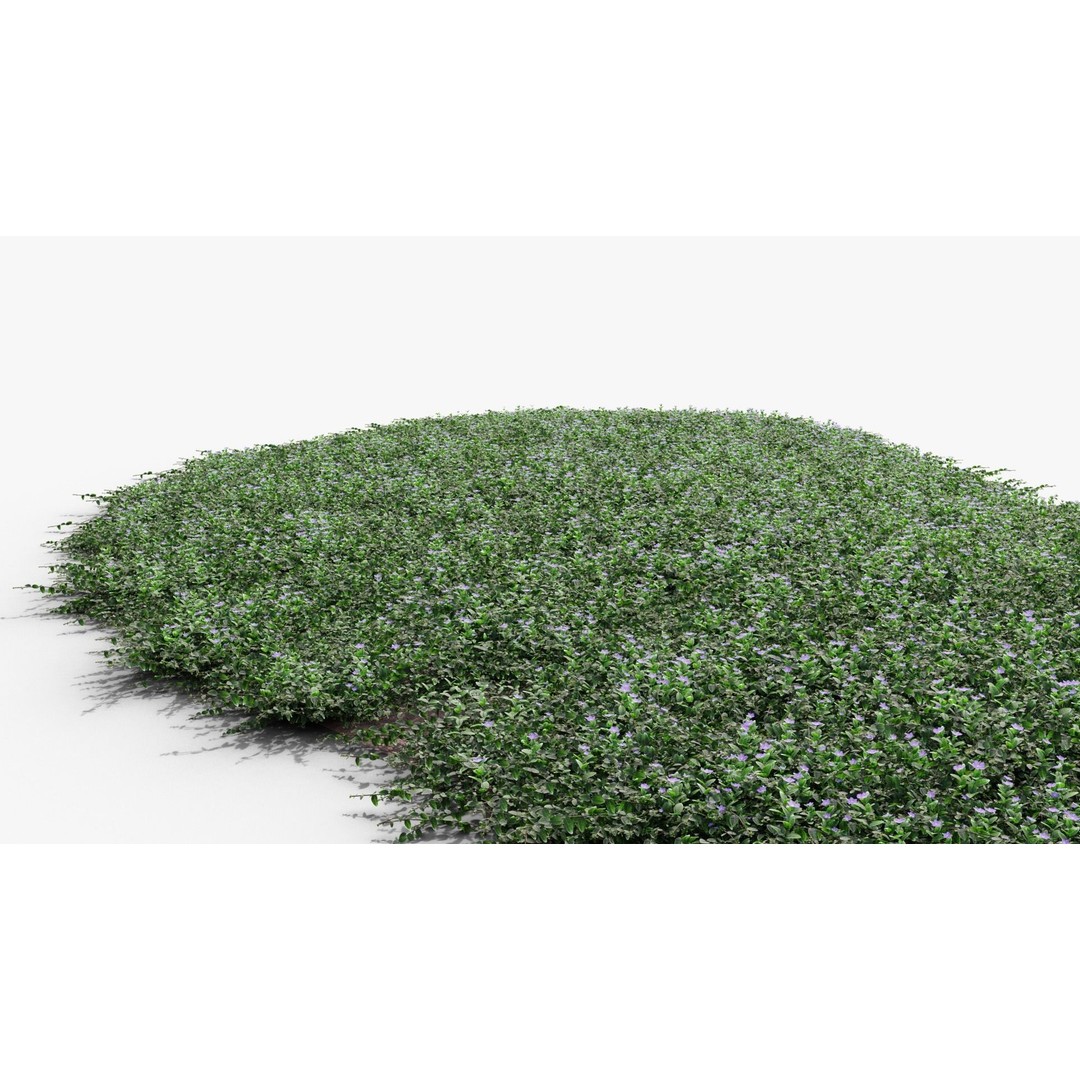 Vinca Minor 3D Model – Low Poly Ground Cover Plant, Blender - View 12