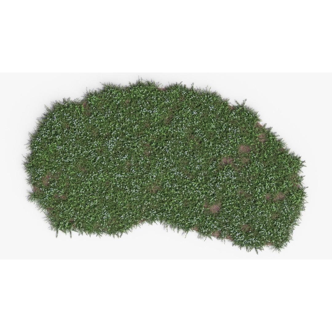 Vinca Minor 3D Model – Low Poly Ground Cover Plant, Blender - View 13
