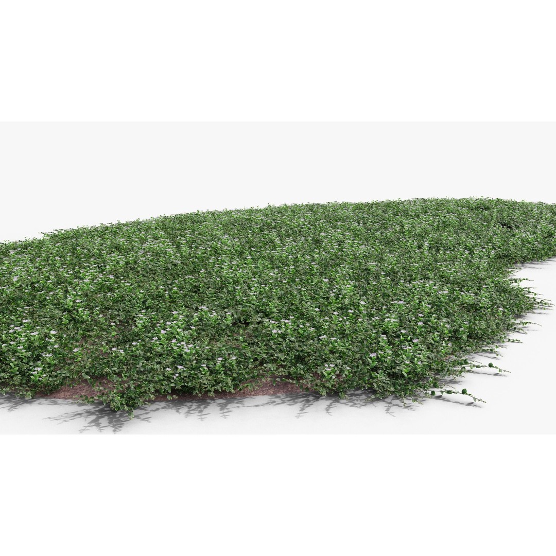 Vinca Minor 3D Model – Low Poly Ground Cover Plant, Blender - View 17