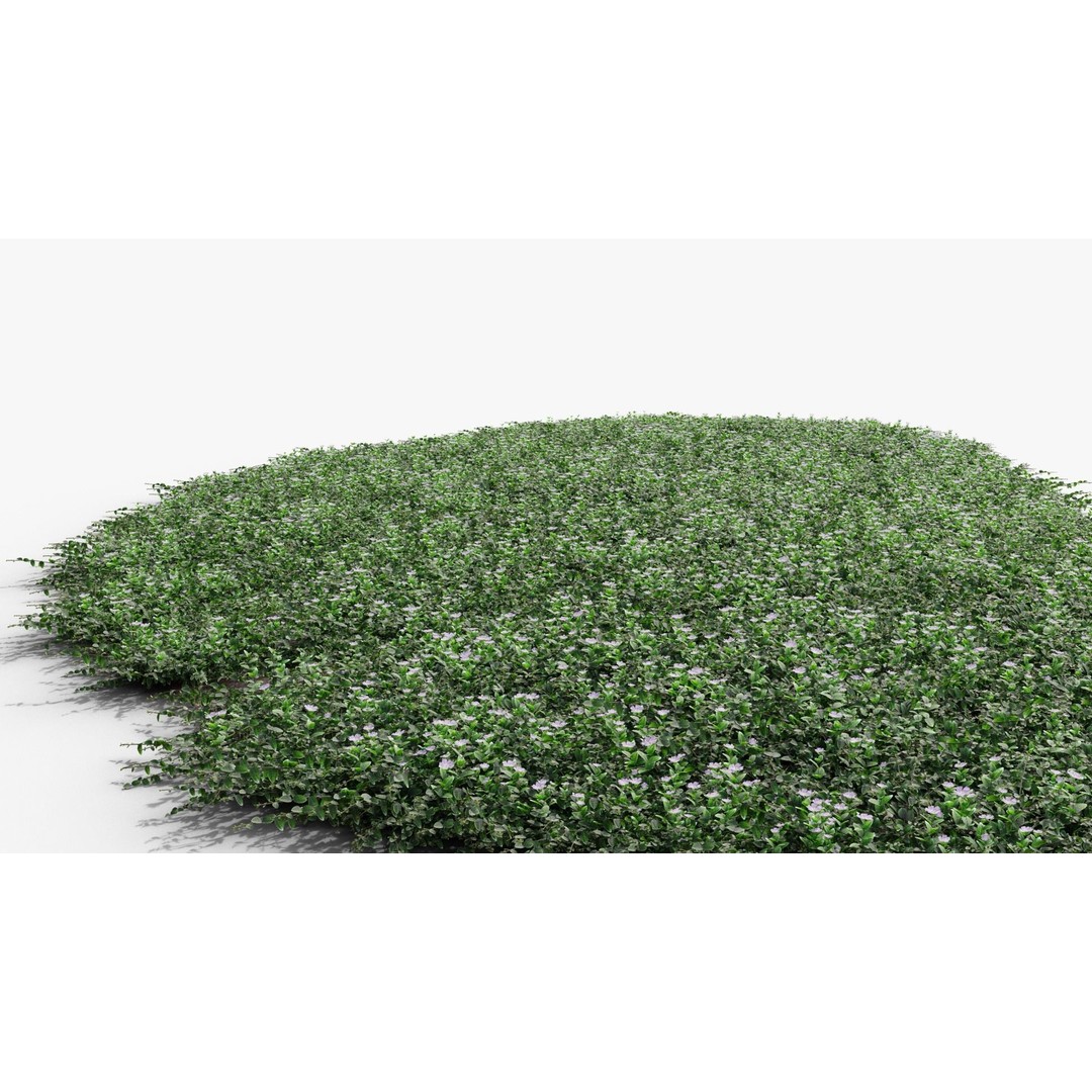 Vinca Minor 3D Model – Low Poly Ground Cover Plant, Blender - View 18