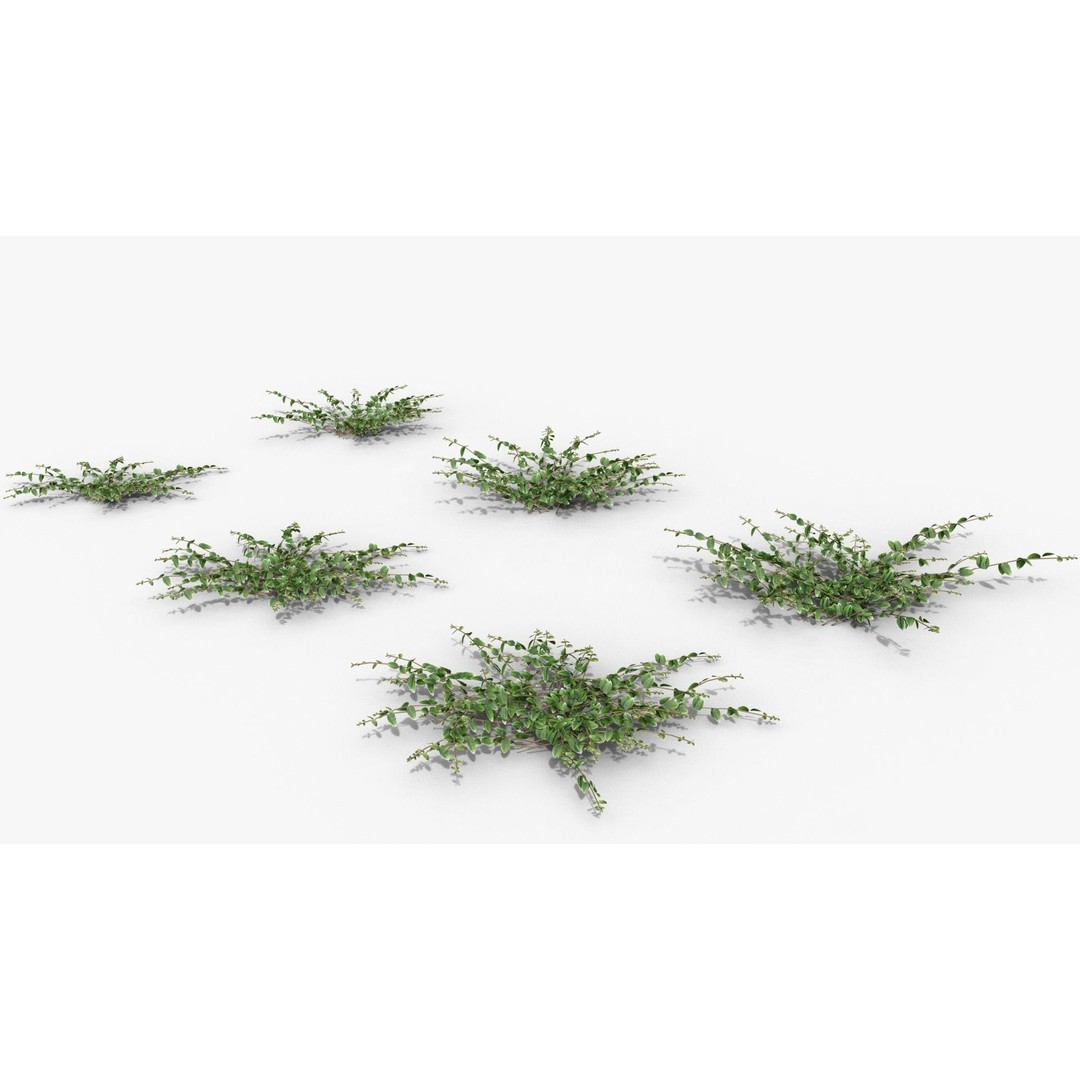Vinca Minor 3D Model – Low Poly Ground Cover Plant, Blender - View 20