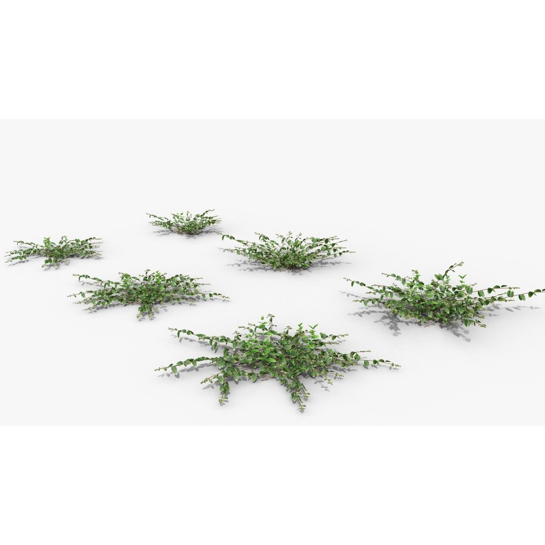 Vinca Minor 3D Model – Low Poly Ground Cover Plant, Blender - View 21